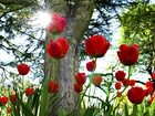 Tulipany, Drzewo, Promienie, Słońca