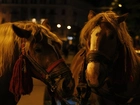 Konie, Zaprzęg, Noc