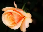 Pomarańczowa, Róża, Rosa