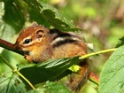 Malutka, Wiewiórka, Chipmunk, Liście