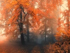 Las, Drzewa, Mgła, Jesień