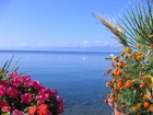 Jezioro, Ohrid, Albania, Kwiaty