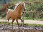 Koń, Palomino, Padok