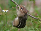 Chipmunk, Gałązka, Jedzonko