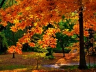 Drzewo, Jesień, Park