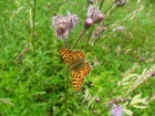 Motyl, Kwiaty, Ostu