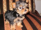 Yorkshire Terrier, Kanapa