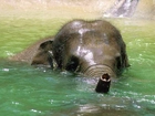 Słoń, Trąba, Kąpiel