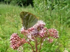 Motyl, Na, Różowym, Kwiatku, Łąka