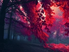 Las, Mgła, Czerwone, Liście