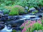 Rzeka, Kamienie, Roślinność