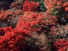 Drzewa, Czerwone, Jesień