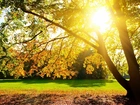 Park, Drzewa, Promienie Słońca