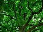Zielona, Korona, Drzewa