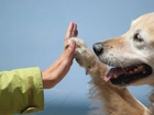 Piesek, Golden Retriever, Łapa, Ręka