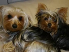 Dwa, Pieski, Yorkshire Terrier