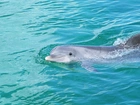 Delfin, Basen, Woda