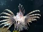 Ryba, Pterois