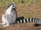 Lemur, Piękny, Ogon