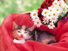 Kotek, Czerwony, Materiał, Kwiatki