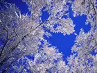 Drzewo, Pokryte, Śniegiem, Błękitne, Niebo