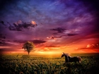 Koń, Zachód Słońca, Pola
