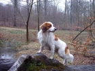 Płochacz holenderski, Kooikerhondje, las, woda