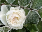 Biała, Róża, Omrożone, Liście