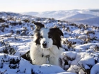 Border Collie Griff, Śnieg, Zima