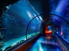 Podwodny, Tunel, Oceanarium