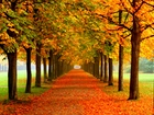 Kolorowe, Drzewa, Liście, Park, Jesień