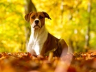 Pit Bull Terrier, Jesienne, Liście