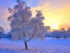 Drzewa, Zachód, Słońca, Śnieg