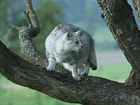 Kot, Drzewo