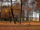 Jesień, Park, Drzewa, Liście