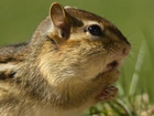 Chipmunk, Trawa, Zdziwienie