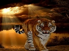 Tygrys, Promienie, Słońca