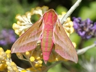 Polne, Kwiaty, Różowy, Motyl, Zawisak