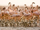 Flamingi, Pisklęta, Tanzania