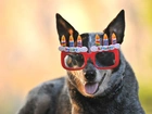 Pies, Czerwone, Okulary, Urodziny