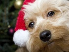 Pies, Mikołaj, Święta, Yorkshire Terrier
