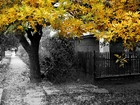 Jesień, Drzewa, Żółto, Zielone, Liście