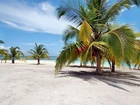Ocean, Plaża, Palmy, Wyspa, Dominikana