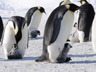 Pingwiny, Cesarskie, Śnieg