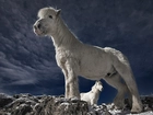 Białe, Konie, Niebo, Śnieg, Skały