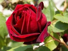 Czerwona, Aksamitna, Róża