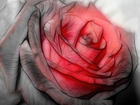 Grafika, Czerwona, Róża