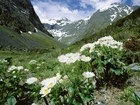 Jaskry, Wysokogórskie, Góry, Fjordland National Park