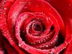Czerwona, Róża, Rosa