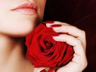 Kobieta, Czerwona, Róża, Dłoń